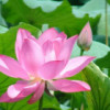 辣椒