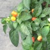 沁舞飞扬