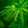 木头人