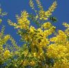 Wattle blooming