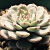 欲穿罗绮配繁花