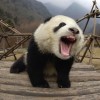 小鱼