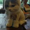 薛定谔的猫