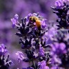 lavender °