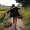 未元